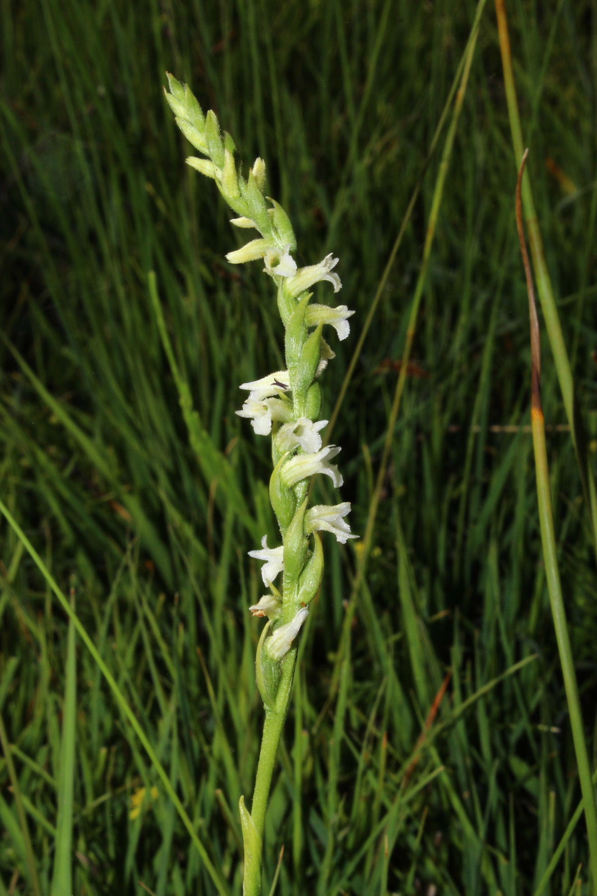 Spiranthes aestivalis - Parco dellAveto (GE)